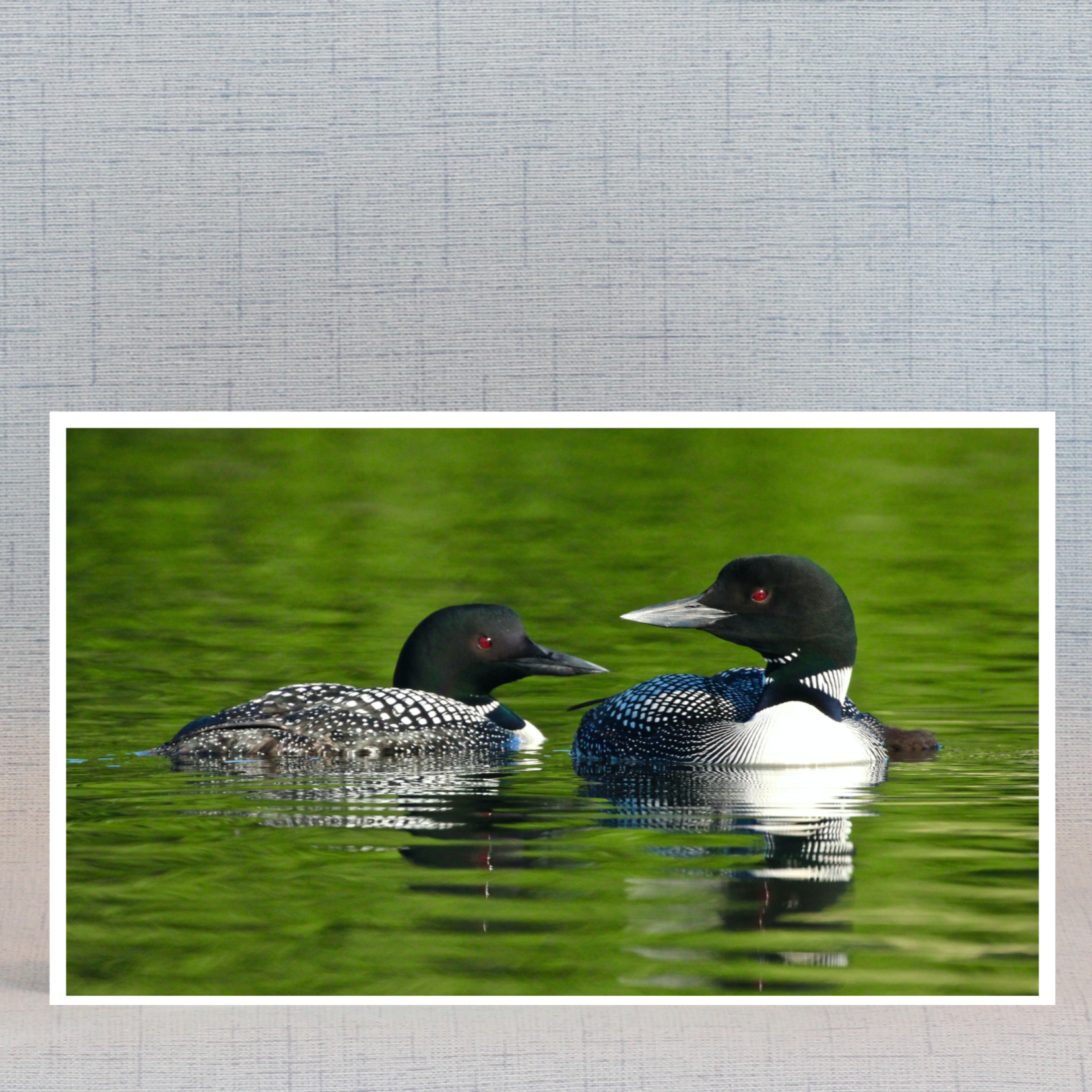 Note card with two loons on placid water
