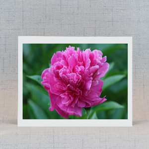 Open image in slideshow, Note card with purple pionie

