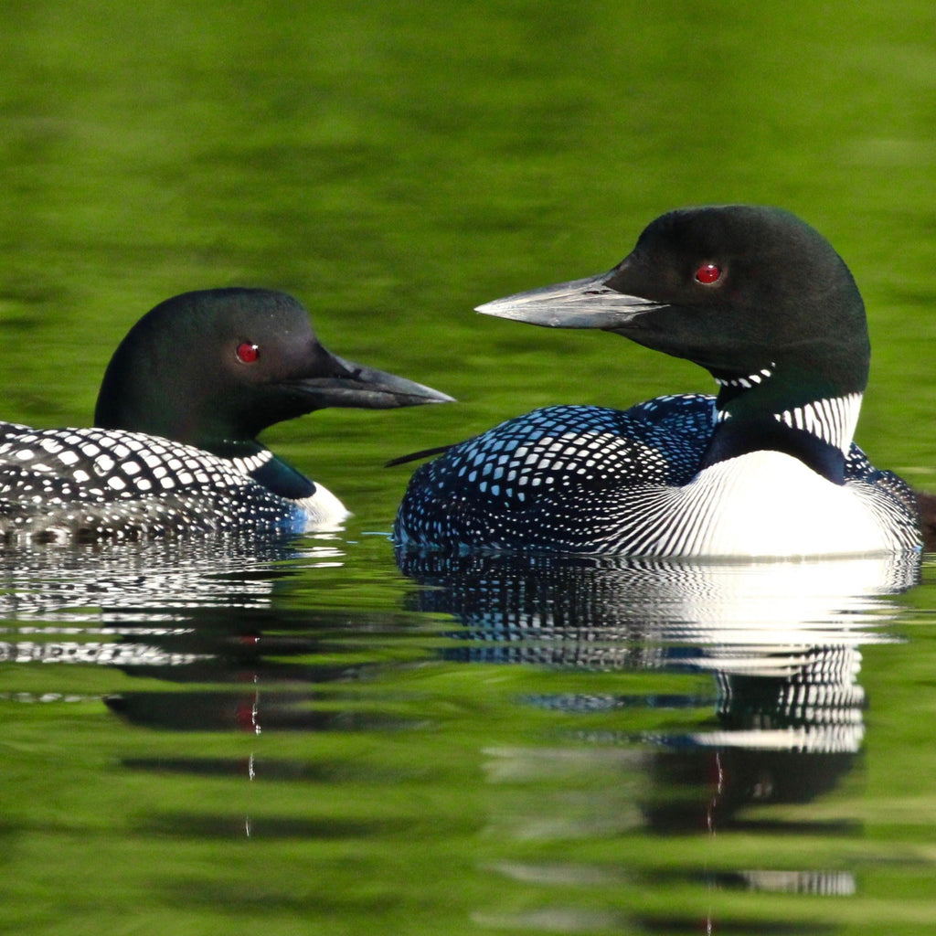 2 Loons on calm water