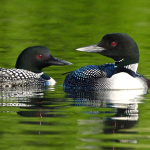 Open image in slideshow, 2 Loons on calm water
